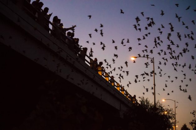 Waugh Bat Colony