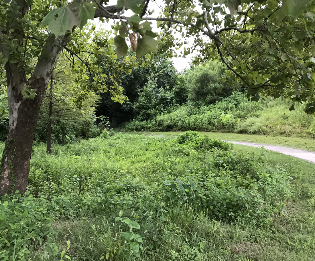 Green Tree Nature Area