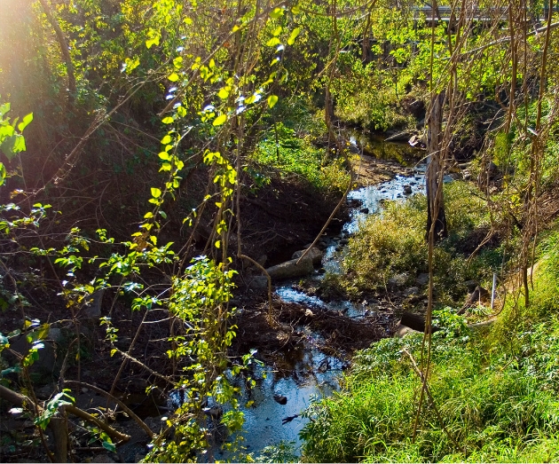 Japhet Creek