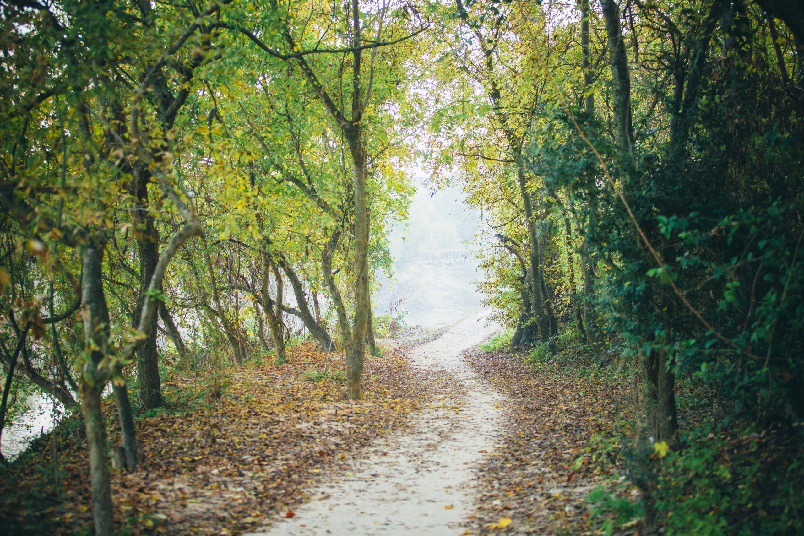 Green Tree Nature Area