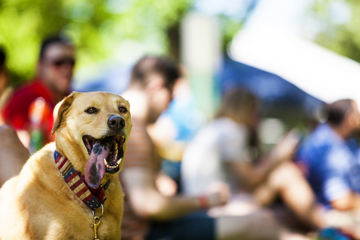 Image Johnny Steele Dog Park Closure