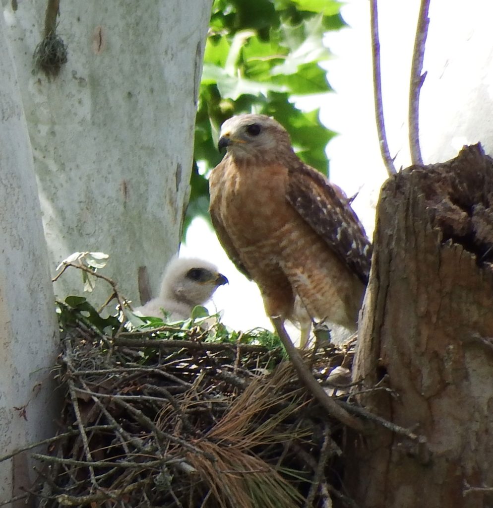 Baby hawk deals