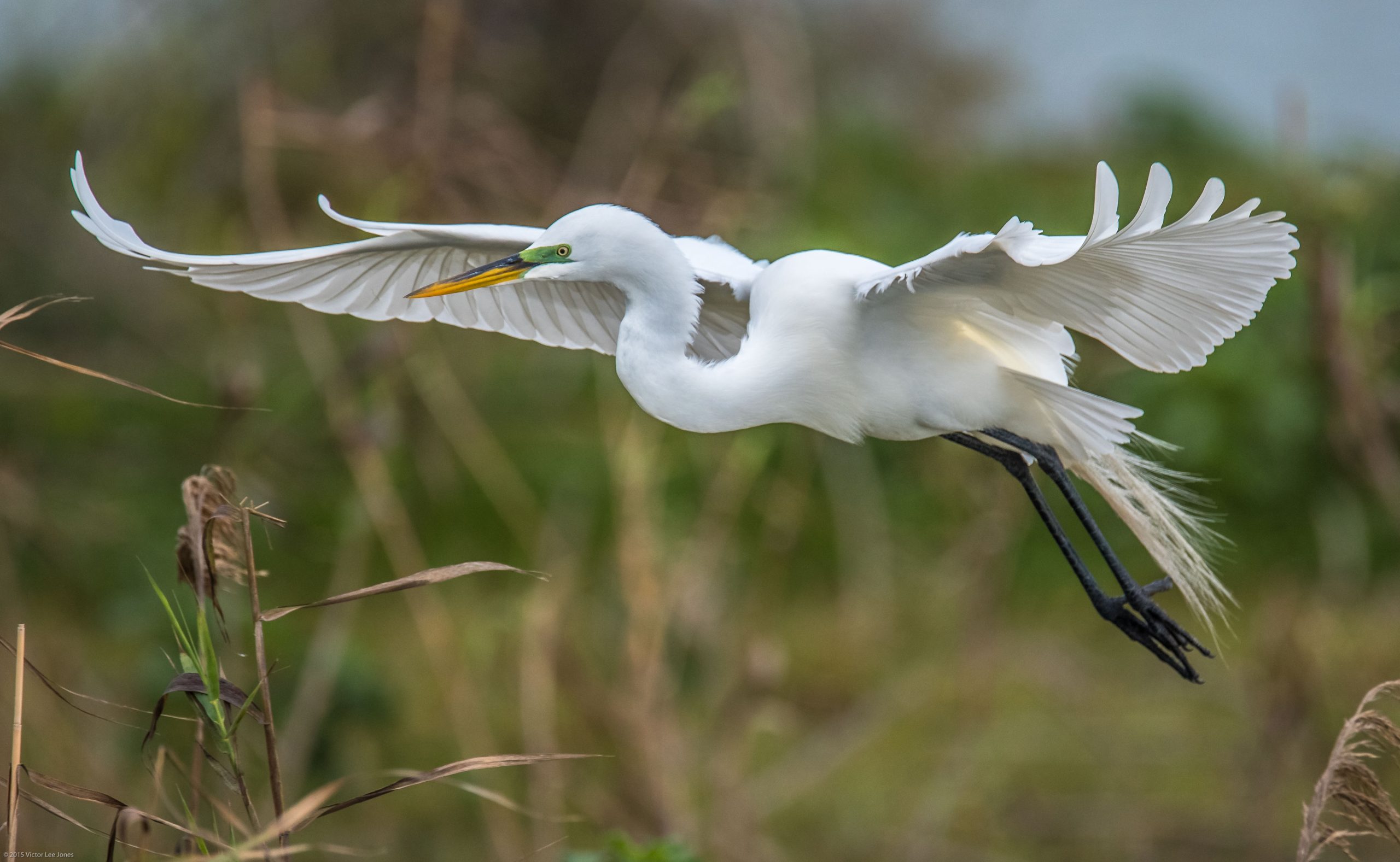 Image Birding Walk at Buffalo Bend Nature Park