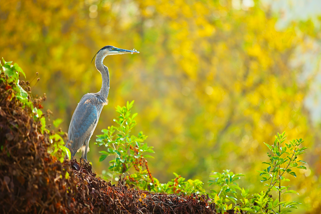 Image Birding Walk at Buffalo Bayou Park