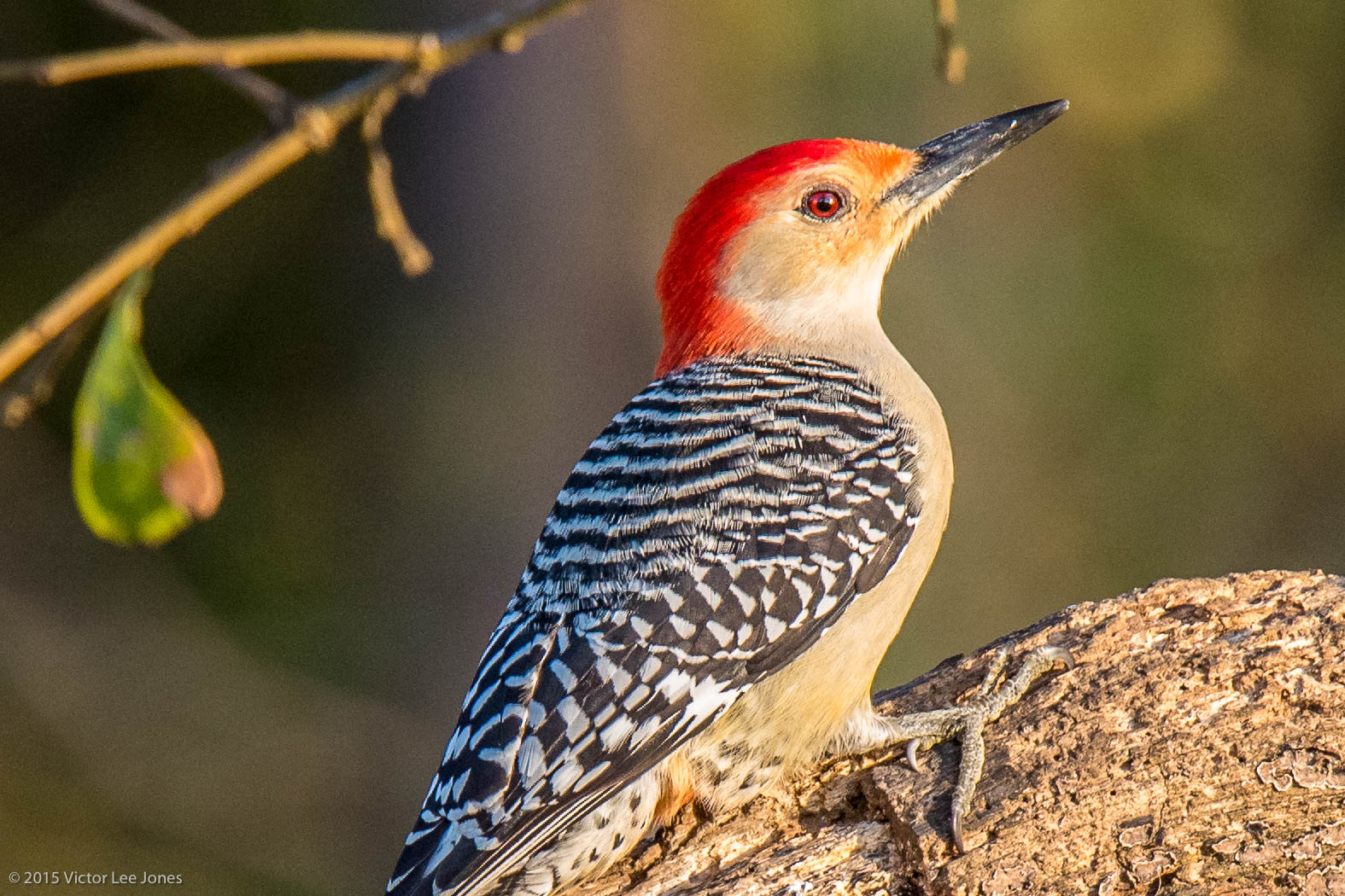 Image Lunch & Learn: Birding with Technology