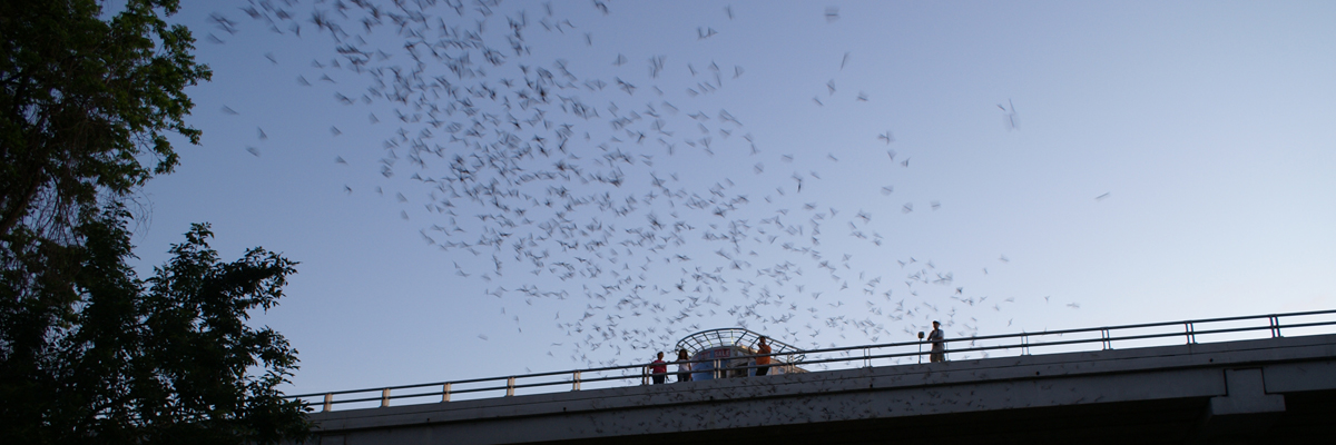 Image CANCELED: Waugh Bat Colony Boat Tour