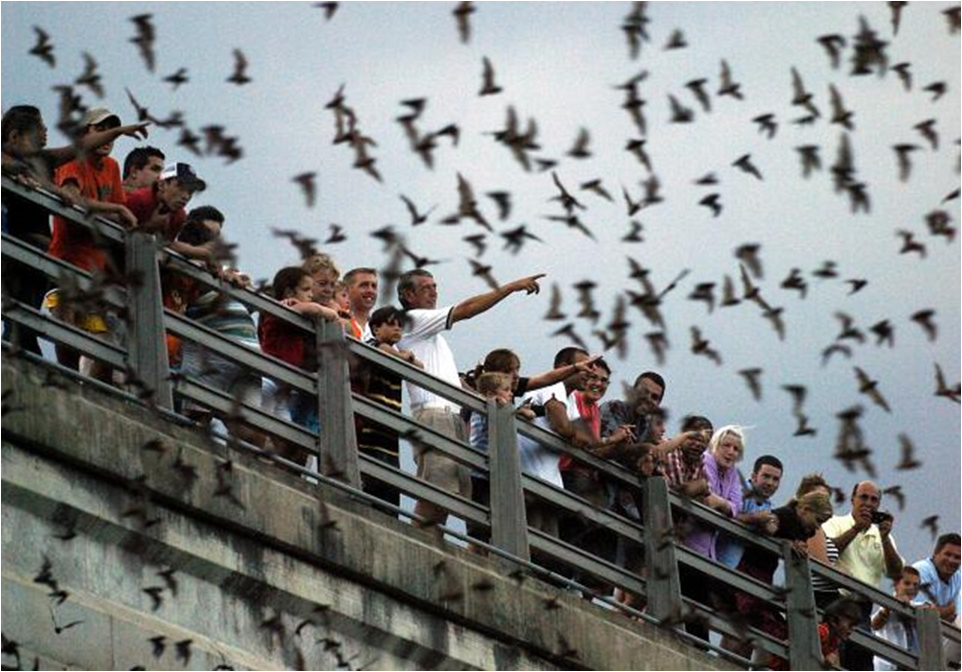 Image SUSPENDED: Waugh Bat Colony Boat Tour