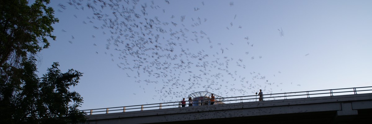 Image CANCELLED - Waugh Bat Colony Boat Tour