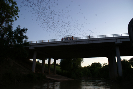 Image Buffalo Bayou Cruise: Bats