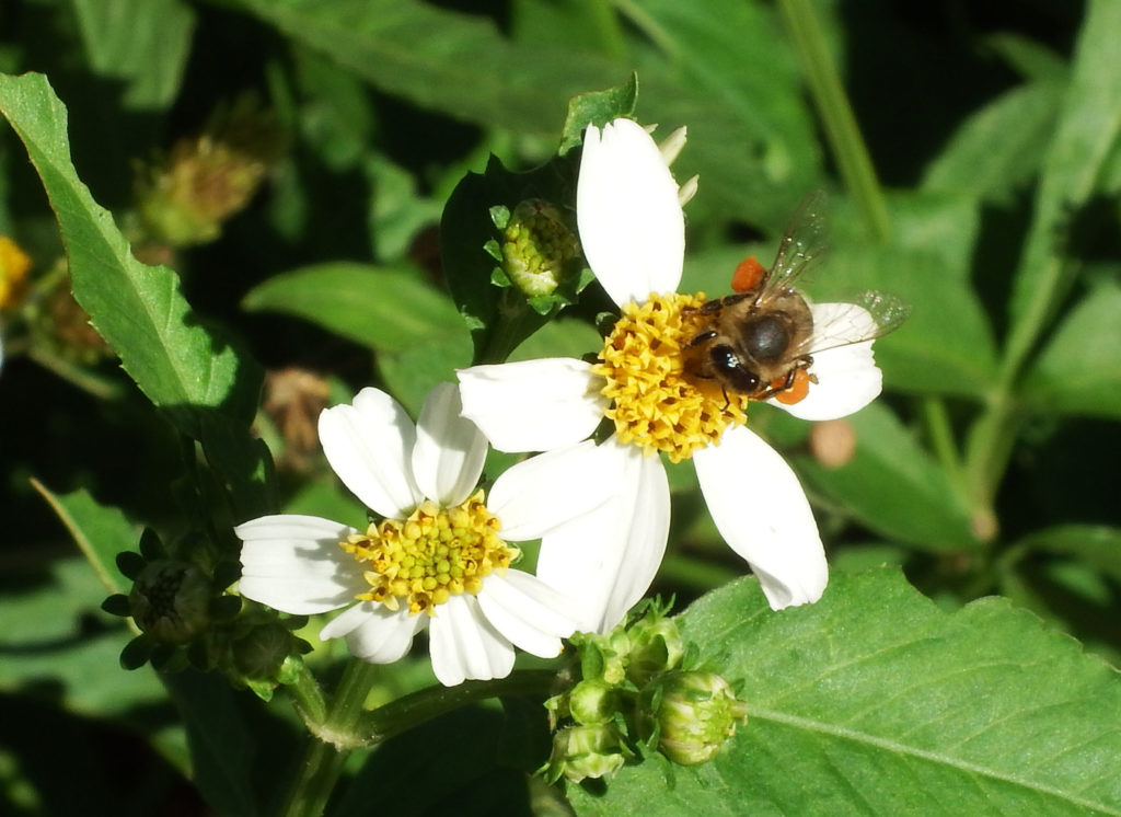 Image Pollinator Walks Along Buffalo Bayou