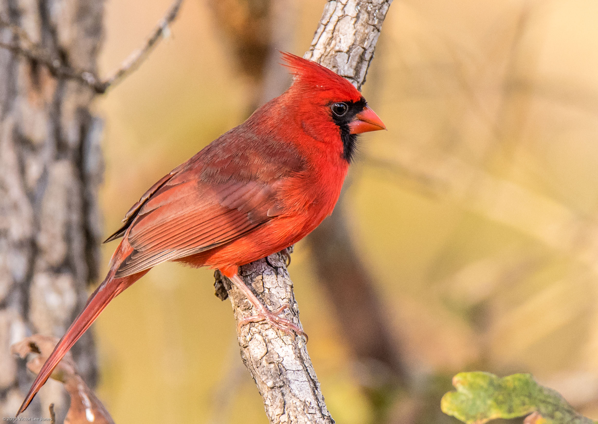 Image Birding Walk at Tony Marron Park